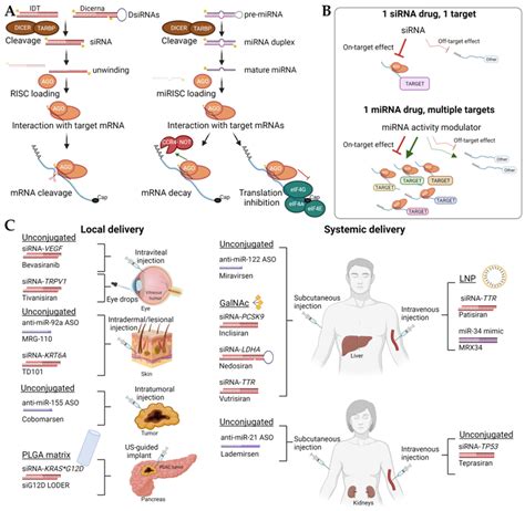 Processing Delivery Strategies And Target Engagement Of Rna