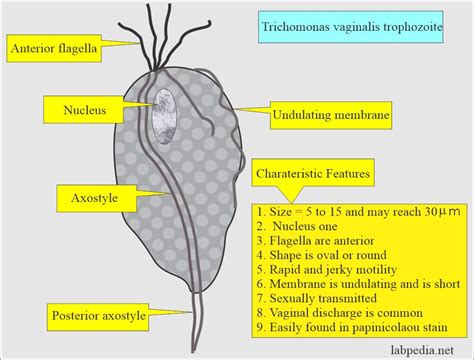 Parasitology Common Parasites Parasites Pictures Labpedia Net