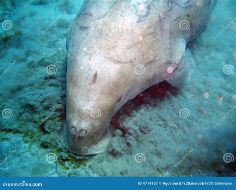 Manatee Eating Stock Photography | CartoonDealer.com #61538240