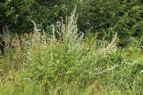 Artemisia Vulgaris Ballyrobert Gardens