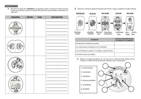 actividad para reforzar el proceso de división celular por mitosis