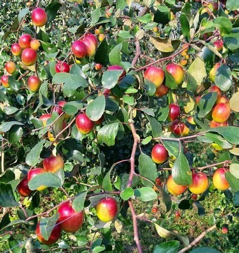 Full Sun Exposure Red Miss India Apple Ber Plants For Outdoor At Rs