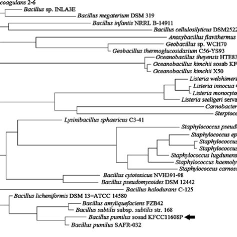 Phylogenetic Tree Constructed Based On 16S RDNA Sequences Obtained From