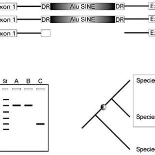 Schematic Representation Of The Experimental Strategy Used To Analyze