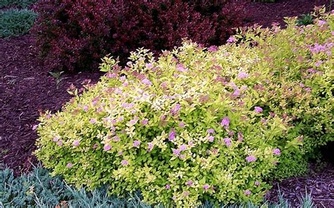 Gold Mound Spirea Spiraea Japonica Gold Mound 1 Gallon Shrub