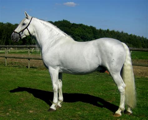 The Andalusian Horse Breed Local Riding