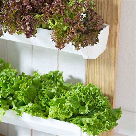 Vegetable Garden In Rain Gutter