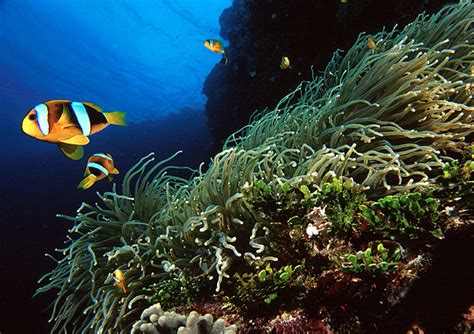 Anemone Reef Phuket Thailand - A Diving Highlight for Scuba Divers