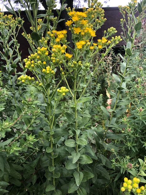 Wisconsin Wildflower | Stiff Goldenrod | Solidago rigida