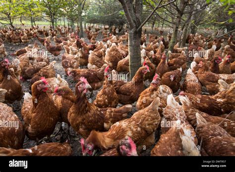 Poultry Farming Free Range Hi Res Stock Photography And Images Alamy