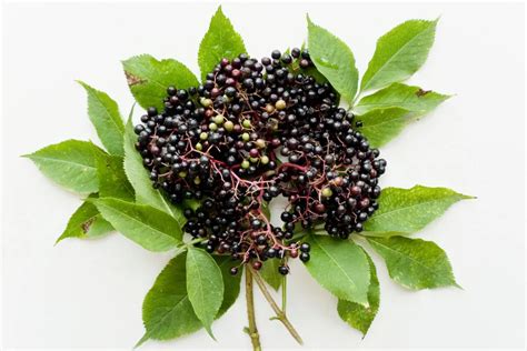 Elderberry Benefits Dosage Side Effects Drug Interactions And