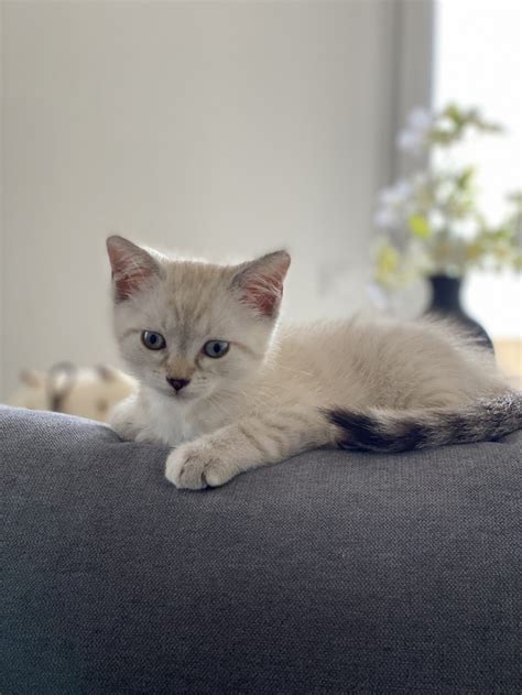 Magnifique chaton blanc crème aux yeux bleus Location tournage