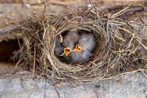 Pintainhos No Ninho Que Pedem O Alimento P Ssaros Wildlife Imagem De