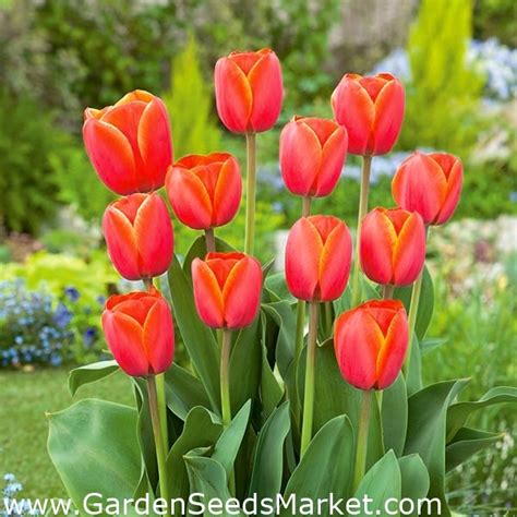 Tulpe Ad Rem XXXL Packung 250 Stk Garden Seeds Market