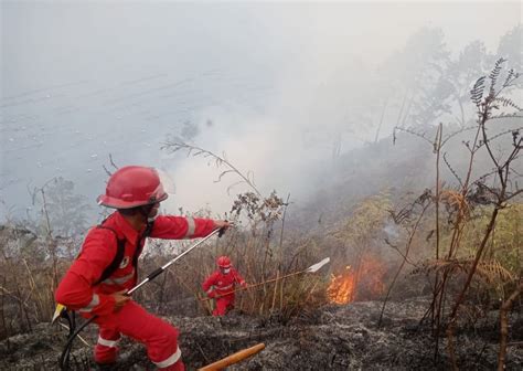 Kawasan Hutan Danau Toba Terbakar Lagi Diduga Kesengajaan