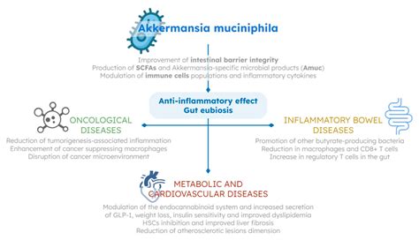 Potential Beneficial Mechanisms Of Akkermansia Muciniphila In Humans