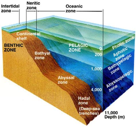 Zones of the ocean - Marine Science