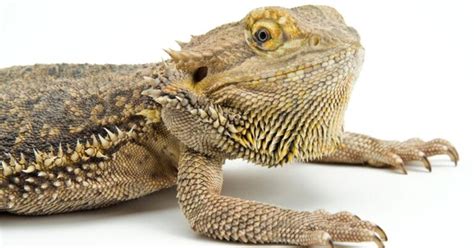 Bearded Dragon Behaviors A Peek Into Their World Emily S Dragon Doodles