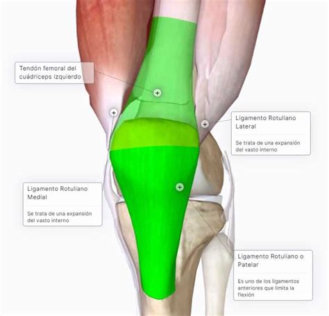 Articulación De La Rodilla 🔹curso AnatomÍa Paradigmia