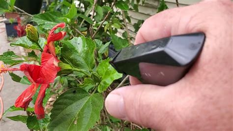 Aphids On Hibiscus Youtube