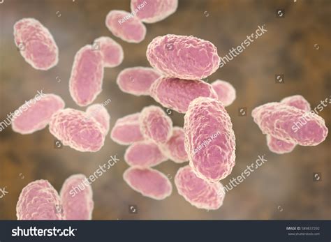 Bordetella Pertussis Gram Stain