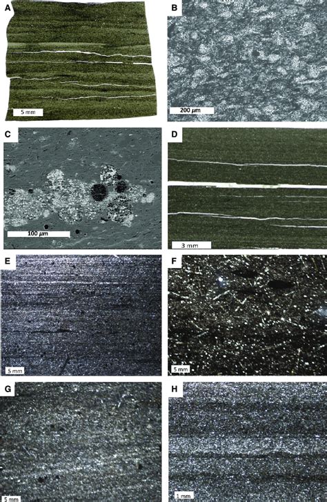 Thin Section Photomicrographs Sem And Bse Images Showing The Different Download Scientific