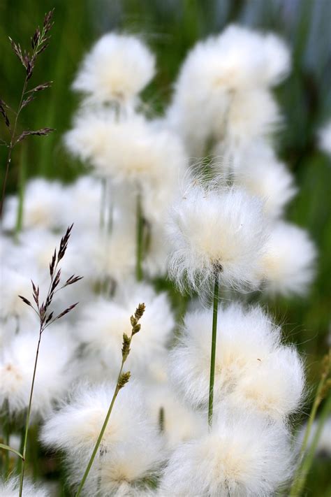 Eriophorum Angustifolium Cotton Grass Tall Cottonsedge North Carolina Extension Gardener