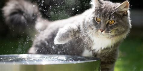 Solving cat spills: How to stop frustrating water habits?