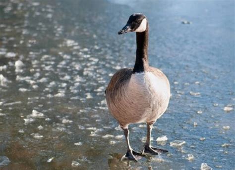 Image Libre Oiseaux Aquatiques La Faune Oie Noir Bec Nature