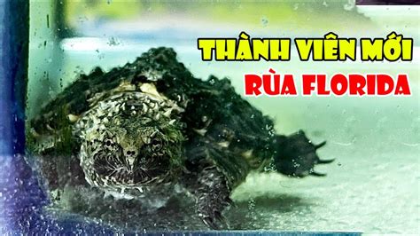 Vlog 16 Đập Hộp Rùa Florida Snapping Turtle Siêu Phẩm Đực Rựa