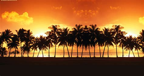 Palm Trees Landscape Background For Powerpoint Nature Ppt Templates