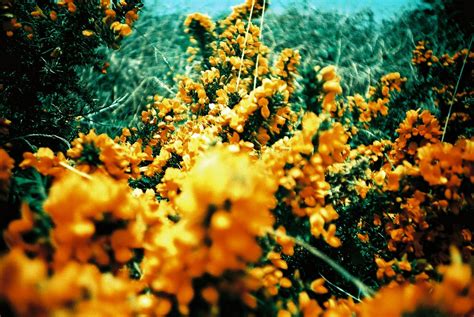 Orange Flowers Gorse Bushes World Of Oddy Flickr