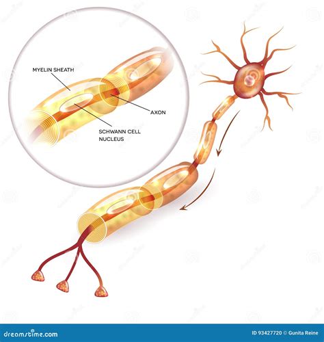 Neuron Myelin Sheath Stock Vector Illustration Of Health 93427720