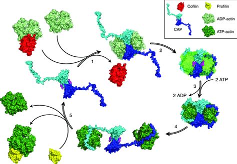 A Working Model For How CAP Catalyzes Nucleotide Exchange On Actin