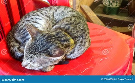 Striped Cat Sleeping On The Red Chair Stock Image Image Of Sleeping