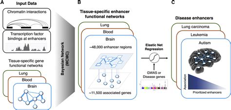 Tissue Specific Enhancer Functional Networks For Associating Distal