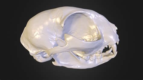 Cat Skull 3d Model By Kojihagenomyia Uscqmvm Sketchfab