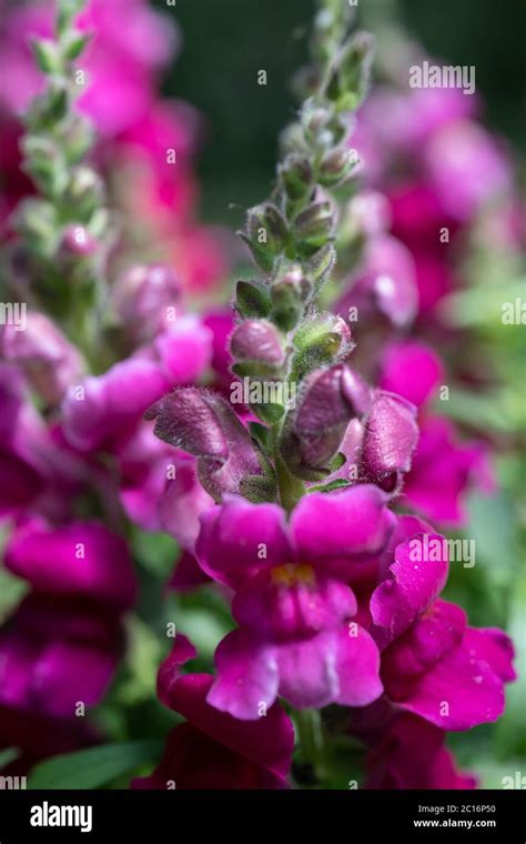 Snap Dragon Antirrhinum Majus Plant Uk Stock Photo Alamy