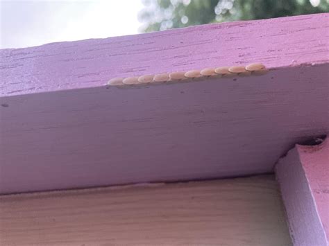 What Are These Eggs Found On My Porch Railing In Denver Co R