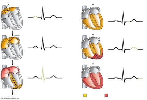 The sequence of depolarization and repolarization of the heart related ...