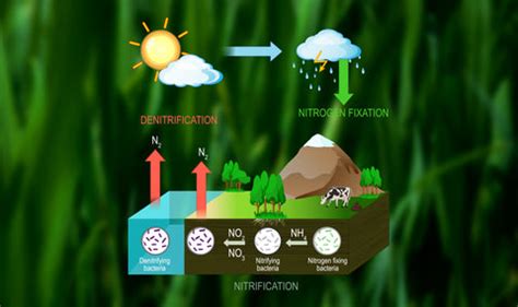 The Nitrogen Cycle: How Plants Use Nitrogen – Simple Lawn Solutions