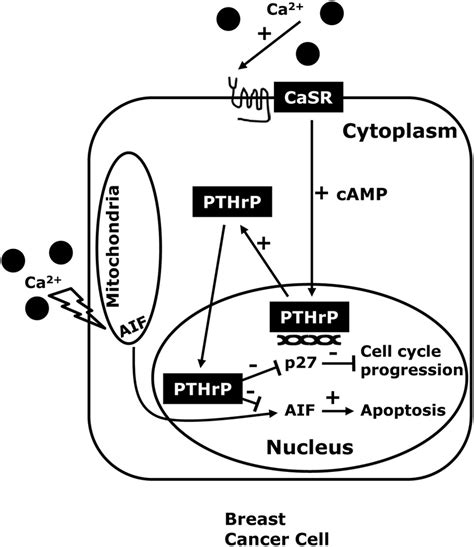 The Casr Nuclear Pthrp Pathway Casr Activation In Breast Cancer