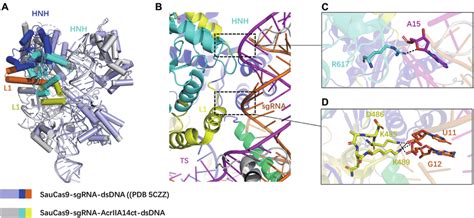 Binding Of AcrIIA14 To The HNH Domain Induces SauCas9 Allostery A