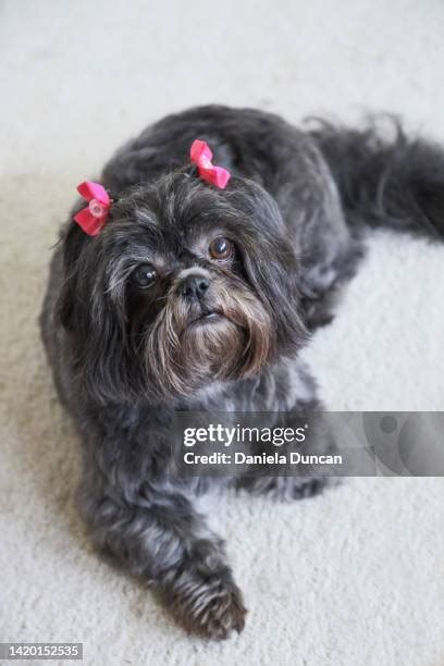 Shih Tzu Bow Photos And Premium High Res Pictures Getty Images