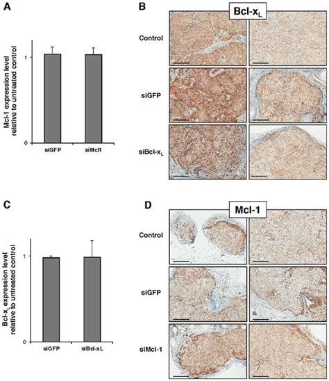 I V Injection For Mcl 1 Or Bcl X L Targeted SiRNA To Subcutaneous