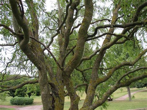 12 Common Species Of Willow Trees And Shrubs