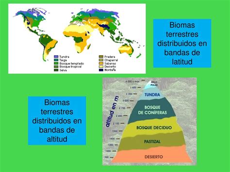 Ppt Ecosistemas Ii Biomasbiodiversidad Powerpoint Presentation