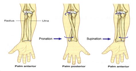 Ulna And Radius Anatomical Position Corewalking