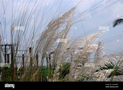 blooming of saccharum spontaneum or kashful in Bengali,indicates the ...