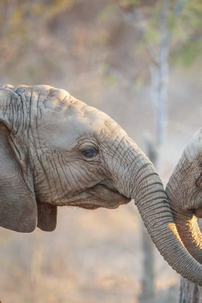 Combiné Afrique du Sud et Mozambique Voyage sur Mesure Meltour